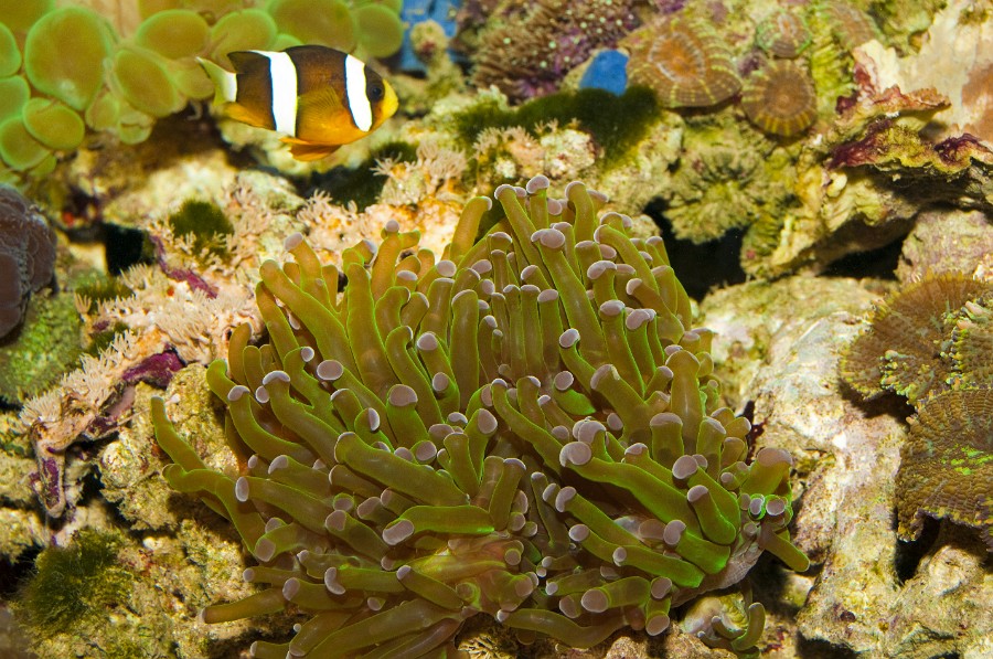 Frogspawn Coral Polyp (Euphyllia)